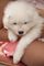 Gratis gratis samoyedo cachorros listo