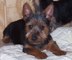 Gratis gratis terrier australiano