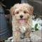 Gratis Maltipoo perritos - Foto 1