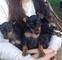 Gratis manchester terrier cachorros