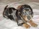 Gratis miniatura dachshund cachorros listo