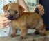 Gratis norfolk terrier cachorros