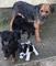 Gratis patterdale terrier cachorros - Foto 1