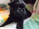 Gratis Regalo affenpinscher cachorros - Foto 1