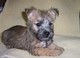 Gratis regalo cachorros de cairn terrier