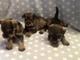 Gratis regalo schnauzer miniatura cachorros