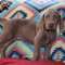 Gratis weimaraner cachorros - Foto 1