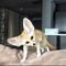 Hermoso bebé precioso zorro fennec listo