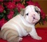 Hermoso bulldog inglés cachorros para la adopción macho y la hem