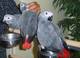 Hermoso par de loros grises africanos