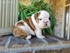 Impresionantes cachorros de bulldog inglés - Foto 1