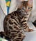 Impresionantes gatitos de pedigrí de bengala