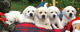 Labradores - Foto 1