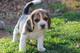 Lindos cachorros beagle para adopcion