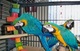 Loros guacamayo disponible para regalos 1