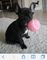 Magnífico y bien entrenado bulldog francés - Foto 1