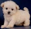 Maltipoo puppy