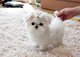 Miniatura cachorros Bichon maltese para regalo - Foto 1