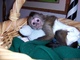 Monos capuchinos machos y hembras para volver a buscarlos - Foto 1