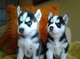 Ojos azules cachorros de husky siberiano - Foto 1