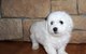 Pelo muy rizado, suave y blanco cachorros de bichon frise hermoso - Foto 1