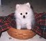 Pomerania Cachorros para su hogar - Foto 1