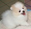 Pomeranian cachorros blancos disponibles