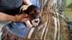 Preciosas camadas cachorros basset hound - Foto 1