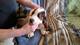Preciosas camadas cachorros basset hound - Foto 2
