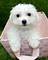 Preciosos cachorritos de esta excepcional raza, puros bichon fris - Foto 1