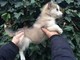 Preciosos cachorros de Alaska Malamute, maxima calidad - Foto 1