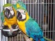 Preciosos loros guacamayos azules y dorados - Foto 1