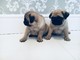 Regalo adorable cachorros pug párr navidad