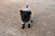 Regalo affenpinscher cachorros disponible