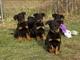 Regalo beauceron cachorros