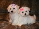 Regalo bichon frise cachorros