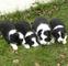 Regalo border collie cachorros