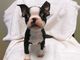 Regalo boston terrier cachorros