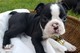 Regalo boston terrier cachorros