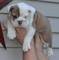 Regalo ..Bulldog.. Ingles Con.. Pedigree - Foto 1