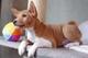 Regalo cachorros basenji en adopcion 2