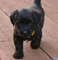 Regalo cachorros briard listo