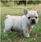 Regalo cachorros Bulldog Frances para adopcion - Foto 1