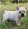 Regalo cachorros bulldog frances para adopcion