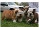 Regalo cachorros bulldog ingles