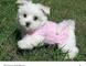 Regalo cachorros de bichon maltes 1