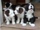 Regalo cachorros de collie barbudo