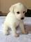 Regalo cachorros de perro canaan