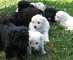 Regalo cachorros de puli húngaros