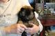 Regalo cachorros eurasier